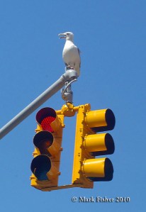 Traffic Birds-1171