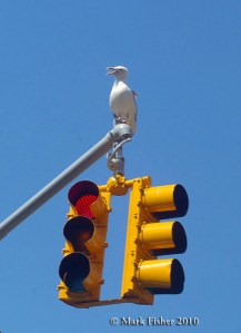 Traffic Birds-1172