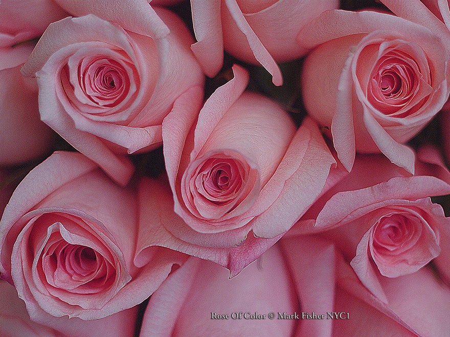 Rose Of Color © Mark Fisher NYC1-0953