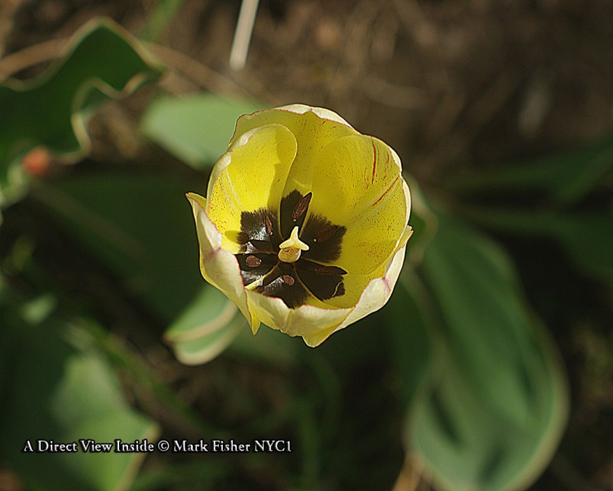 A Direct View Inside © Mark Fisher NYC1-8261