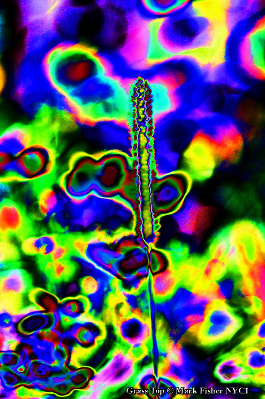 Grass Top © Mark Fisher NYC1-2320-Recovered